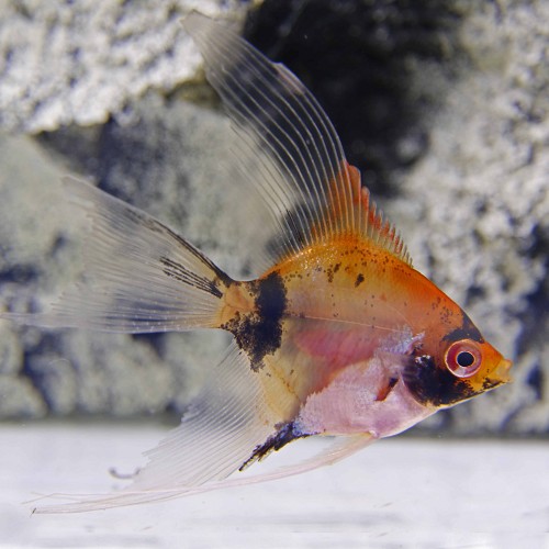 Pterophyllum scalare - Scalaire red devil M
